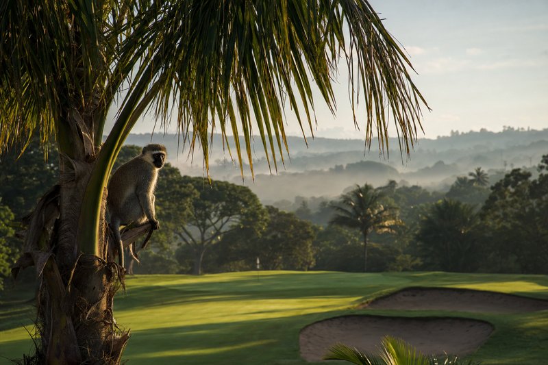 Golf in Durban & KwaZulu-Natal